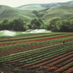 Farm heroes